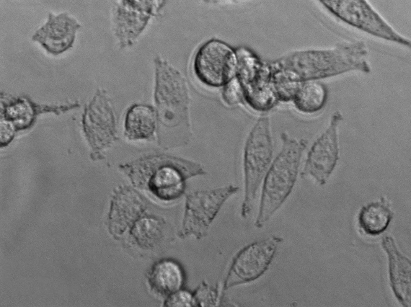 H4-II-E Cell|大鼠肝细胞