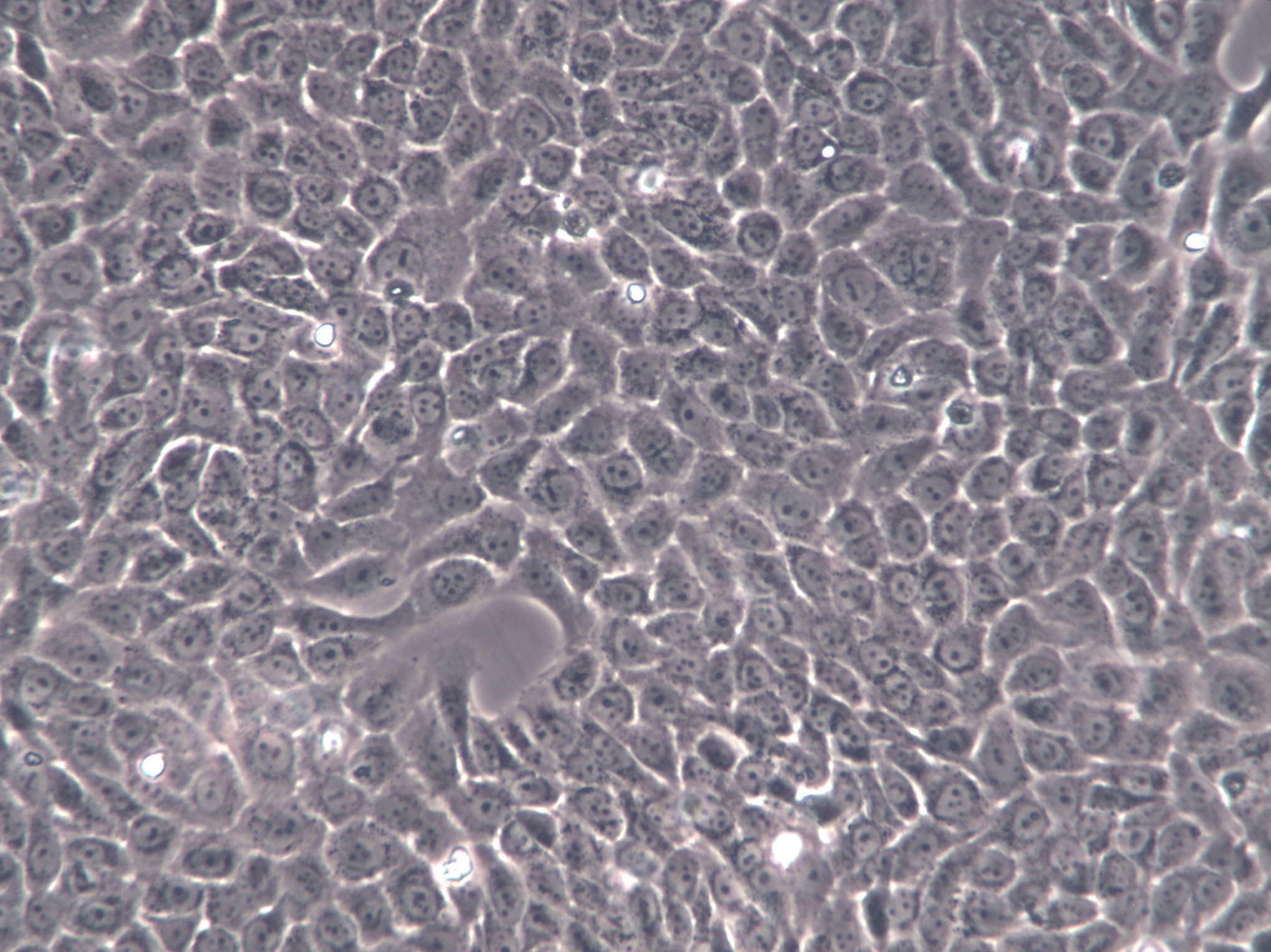 B16-F0 Cell|小鼠黑色素瘤细胞