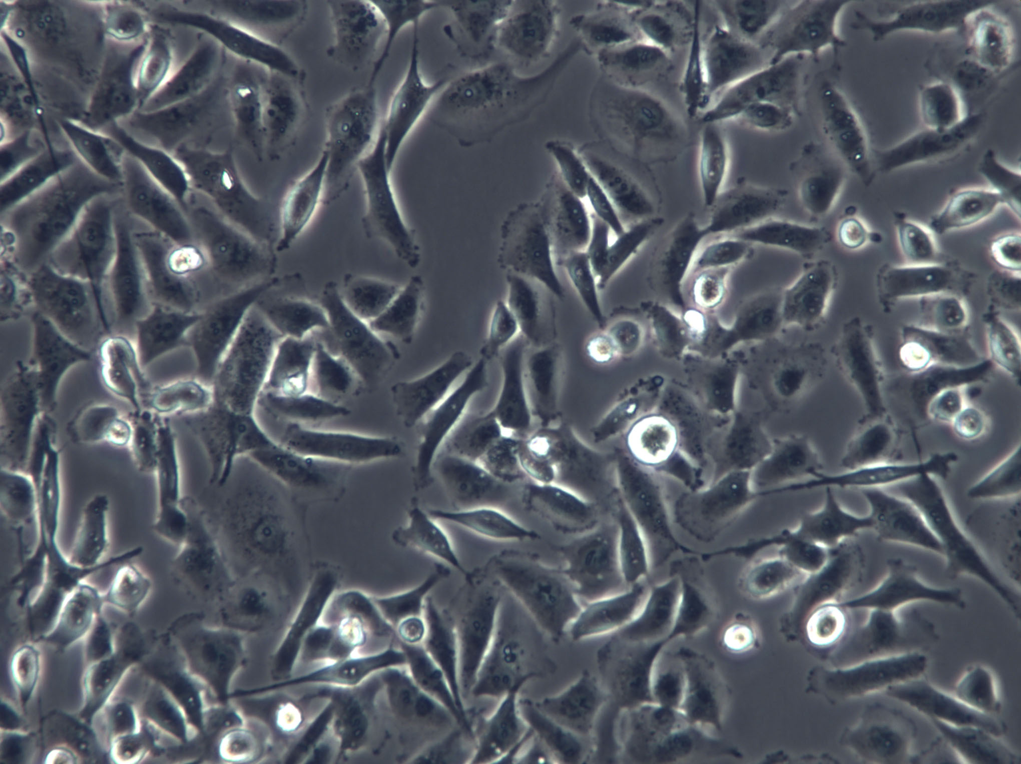 BC3 H1 Cell|小鼠脑瘤细胞