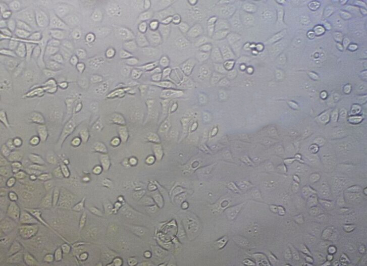 BS-C-1 Cell|非洲绿猴肾细胞