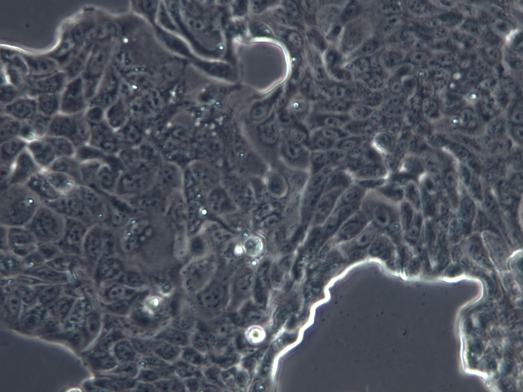 CTLA4 Ig-24 Cell|中国仓鼠卵巢细胞