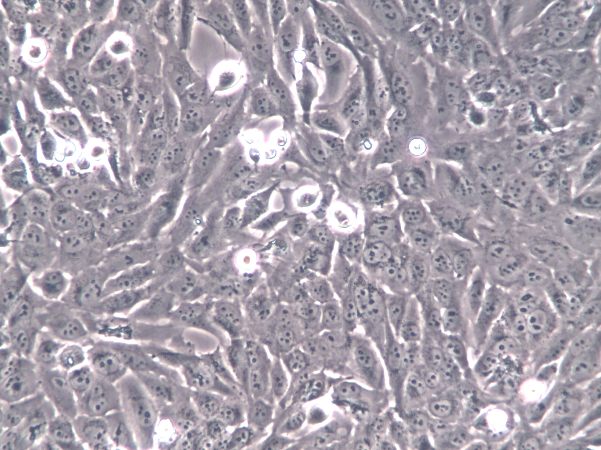 Pt K2 Cell|袋鼠肾细胞