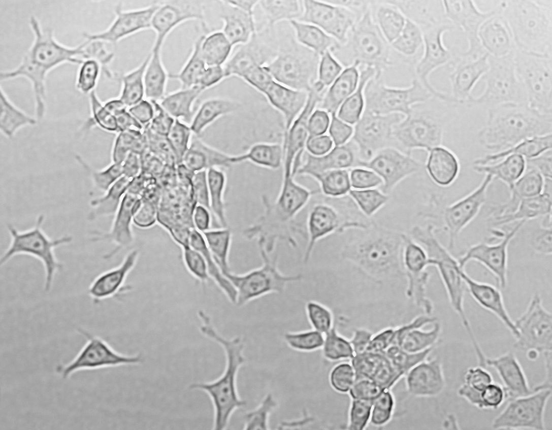 ASH-3 Cell|人未分化甲状腺癌细胞