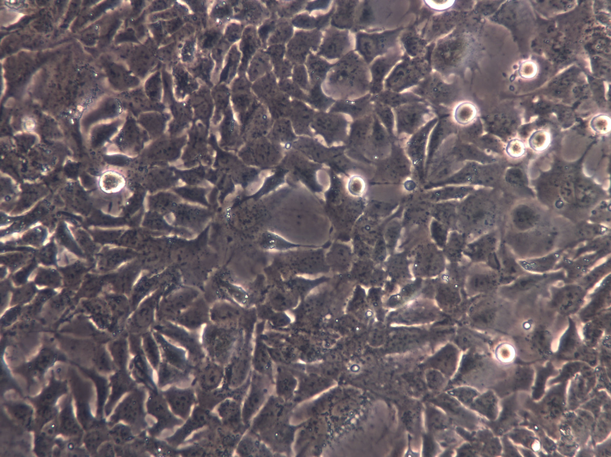 McA-RH8994 Cell|大鼠肝癌细胞