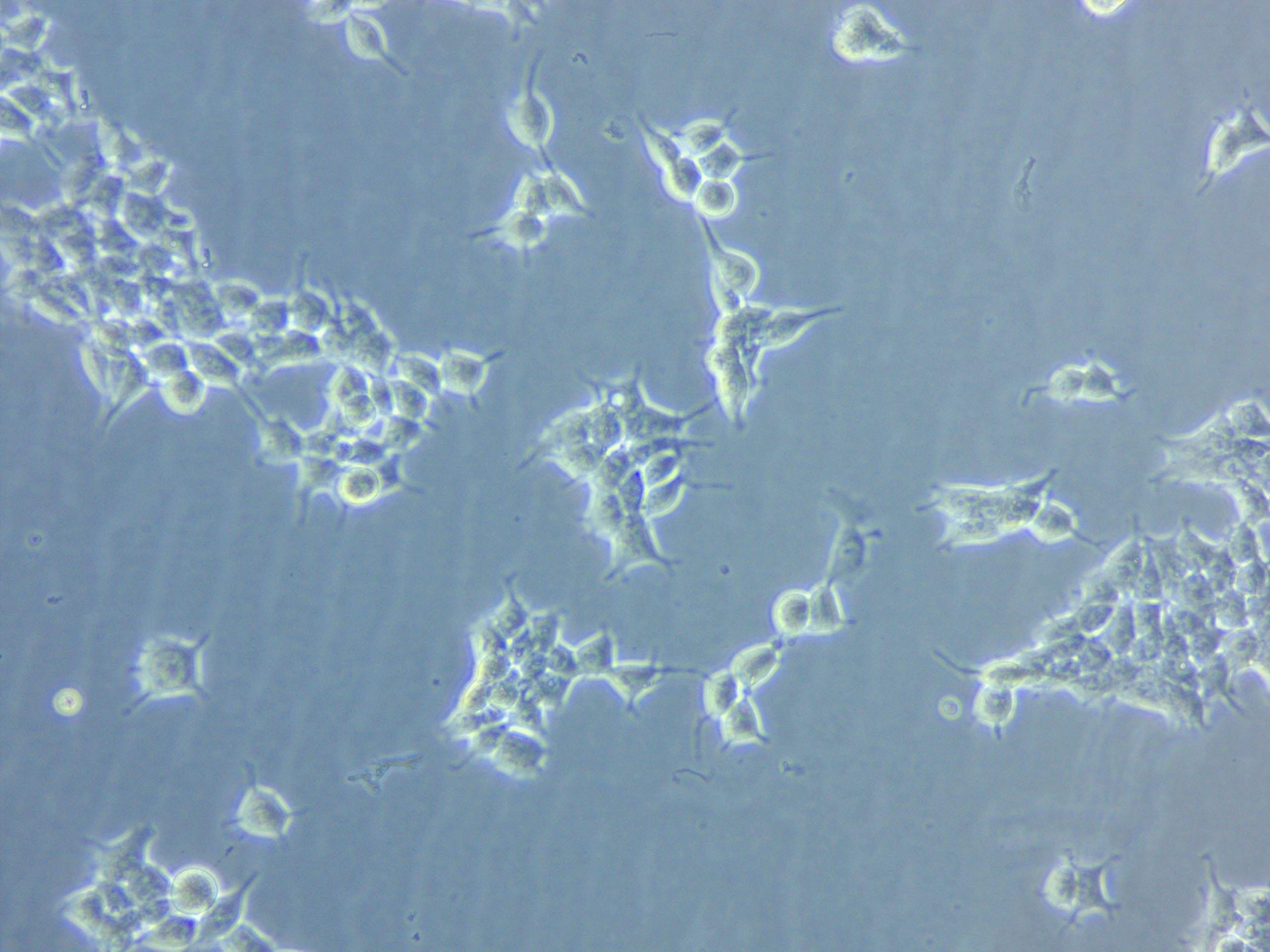 NCI-H711 Cell|人肺癌细胞