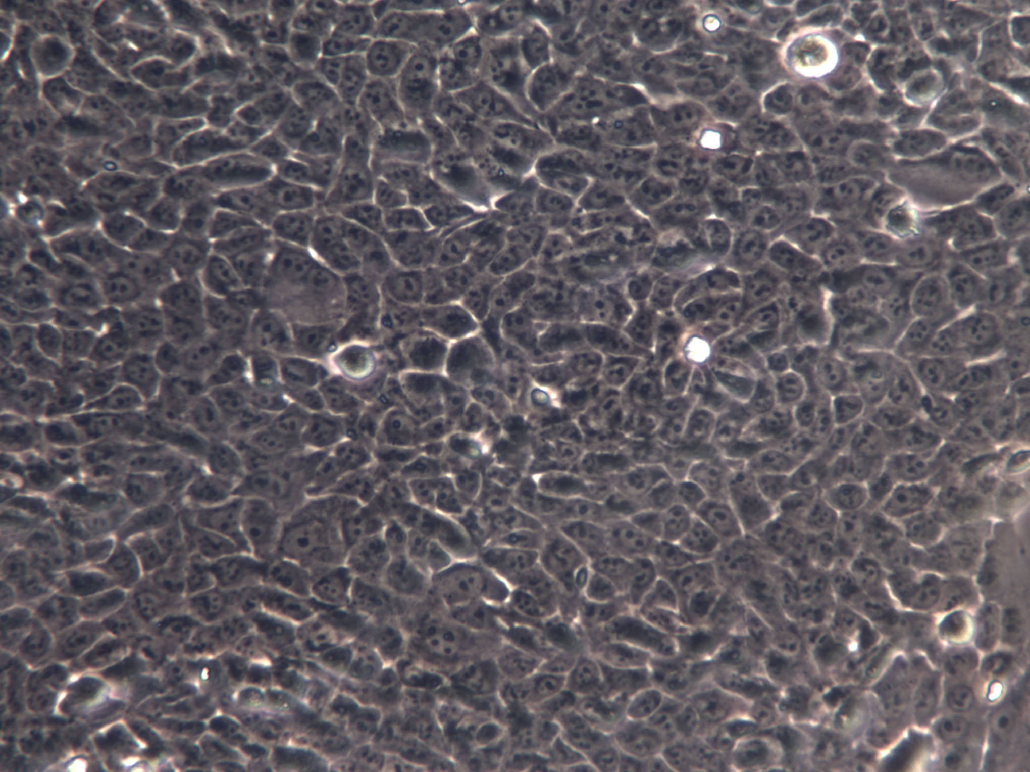 UM2 Cell|人舌鳞癌细胞