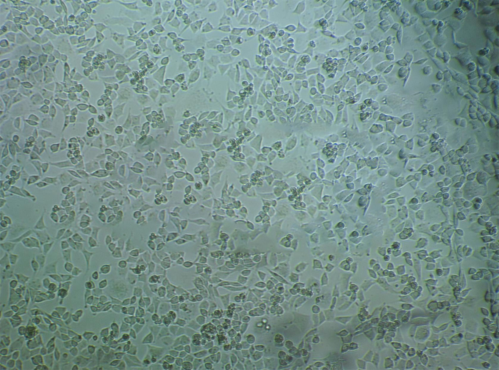 H19-7 Cell|大鼠海马神经元细胞