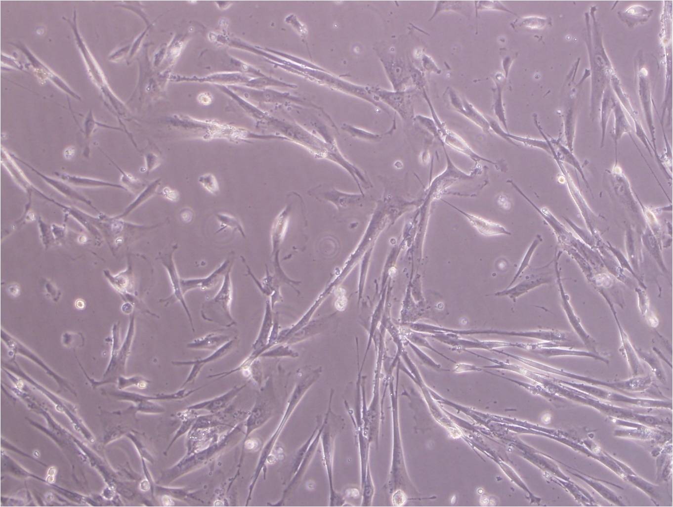 Duck embryo Cell|鸭子胚胎成纤维细胞