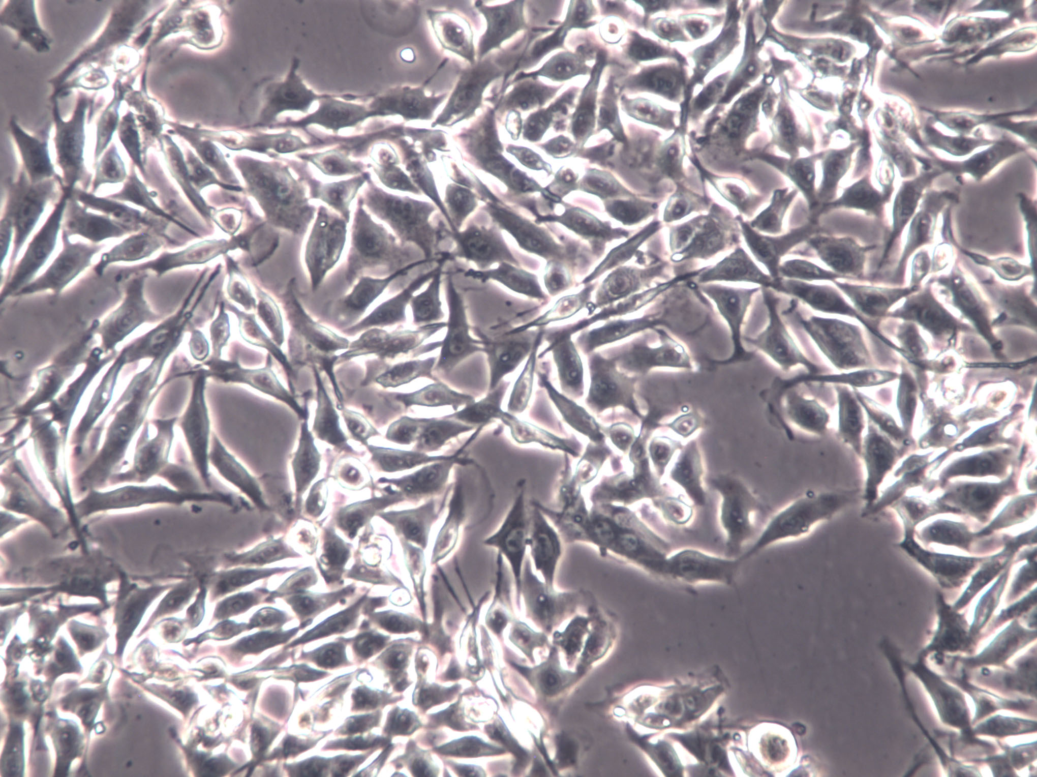HLF Cell|人肺成纤维样细胞