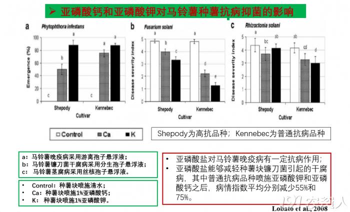 亚磷酸钾马铃薯2.png