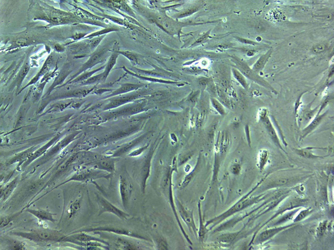 FAK+/+ Cell|小鼠成纤维细胞