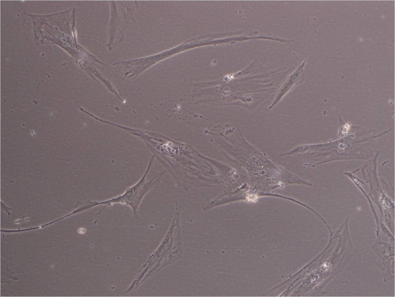 3T6-Swiss albino Cell|小鼠胚胎成纤维细胞