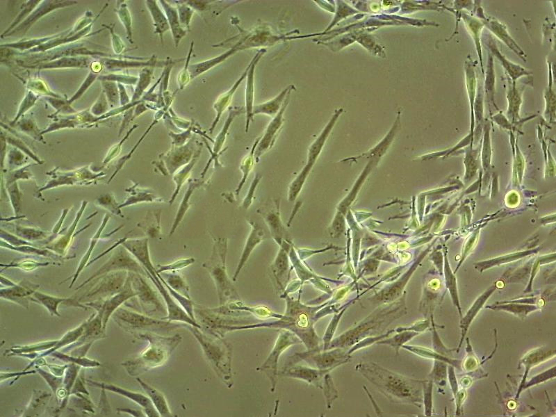 RASMC Cell|大鼠主动脉平滑肌细胞