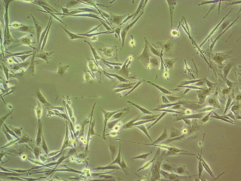 3T3-J2 Cell|小鼠胚胎成纤维细胞