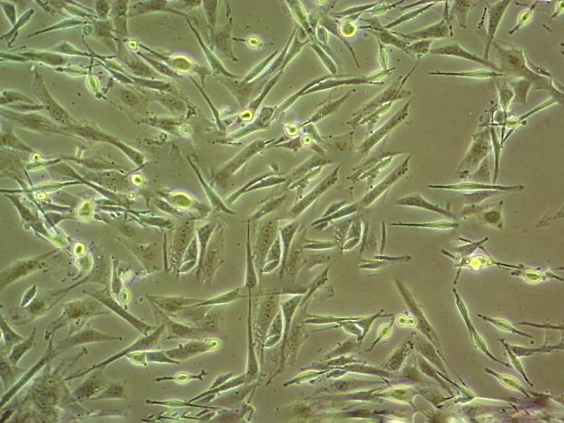 Hs27 Cell|人皮肤成纤维细胞