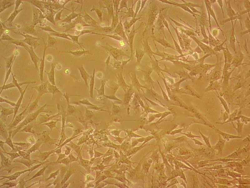 KMST-6 Cell|人胚成纤维细胞