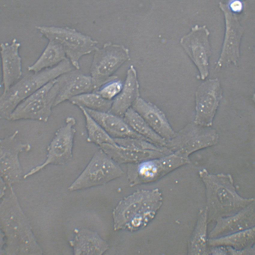 T/G HA-VSMC Cell|人血管平滑肌细胞