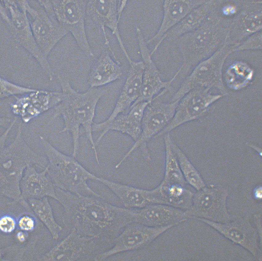 BLO-11 Cell|小鼠骨骼成纤维细胞