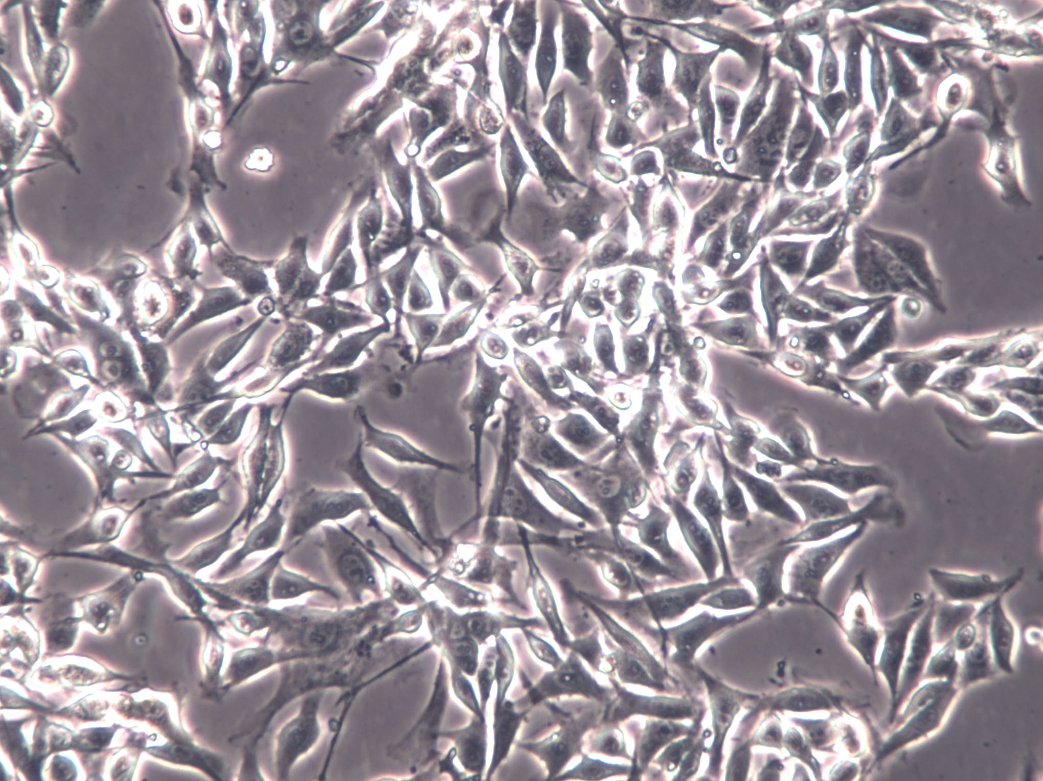 HGF-1 Cell|人牙龈成纤维细胞