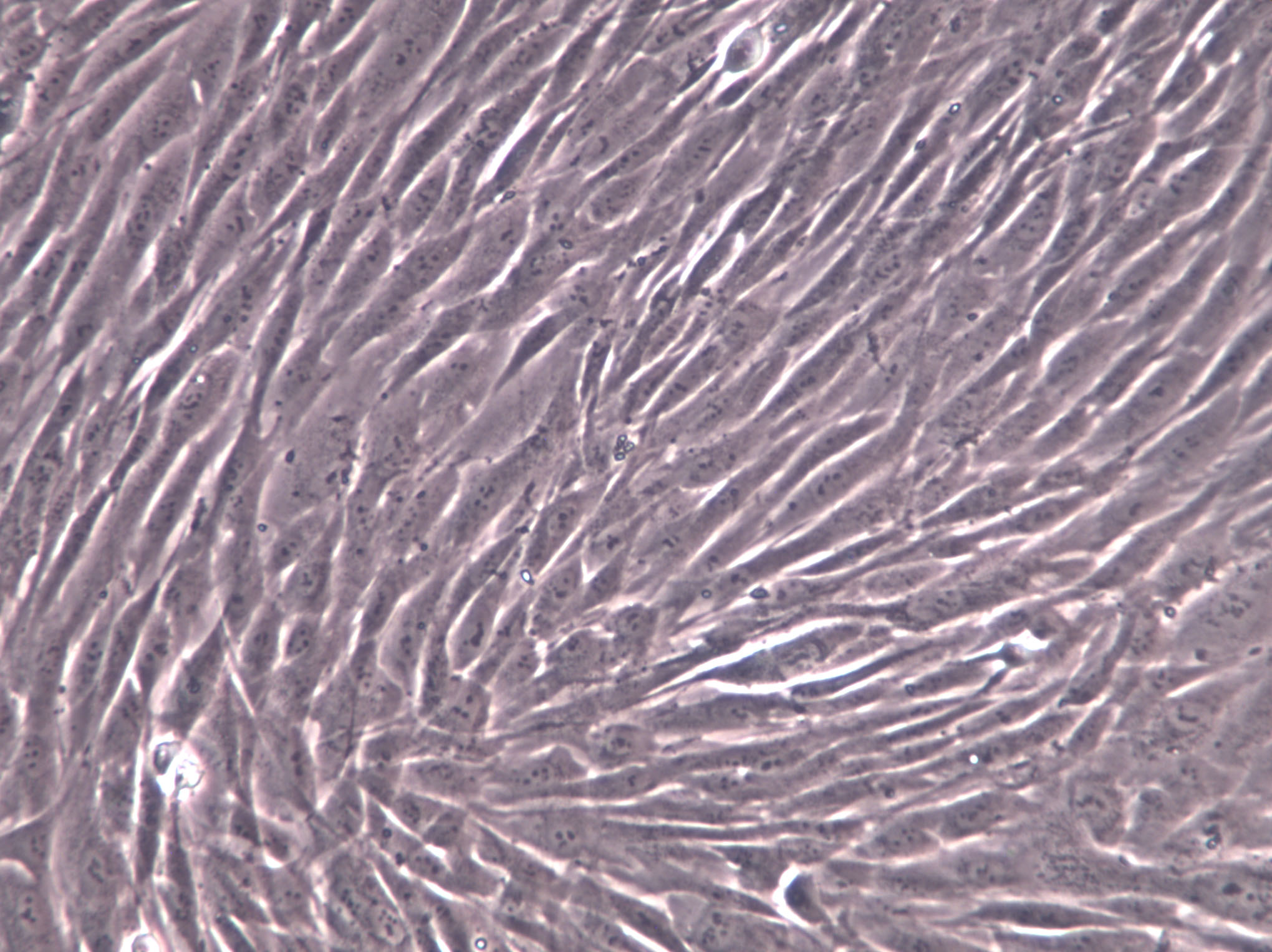 HFL-I Cell|人胚肺成纤维细胞