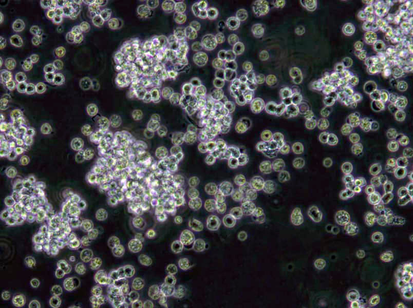 假单胞菌分离琼脂基础培养基