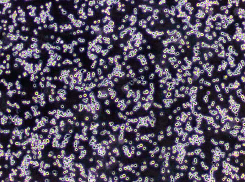 U-937 Lymphoblast Cell|人组织细胞淋巴瘤传代细胞(有STR鉴定)