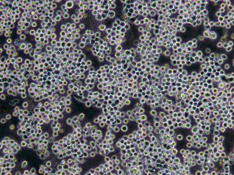 ANA-1 Lymphoblast Cell|小鼠巨噬传代细胞(有STR鉴定)