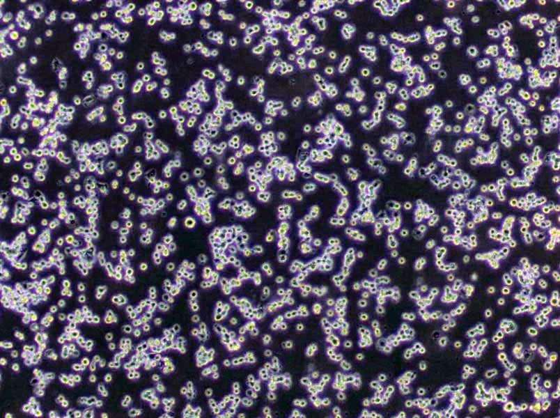 Reh Lymphoblast Cell|人急性非B非T淋巴细胞性白血病传代细胞(有STR鉴定)