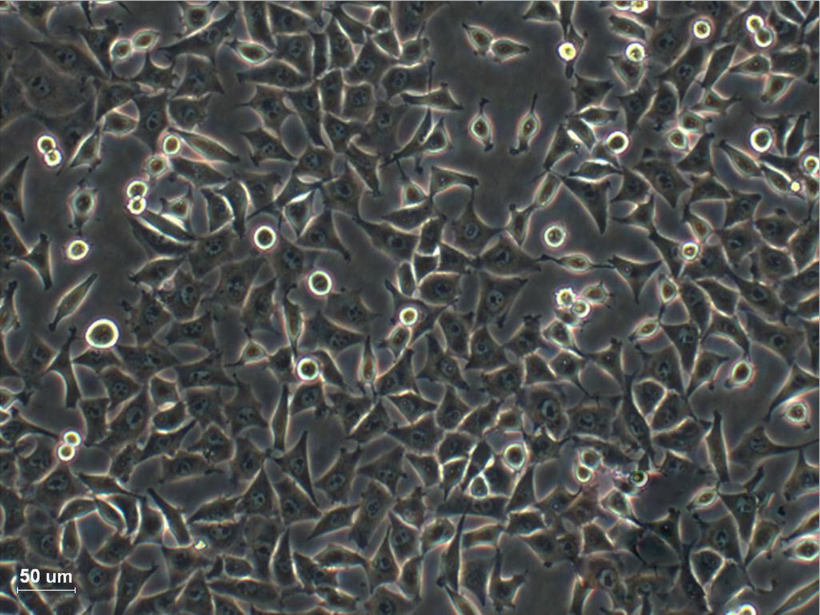 MeT-5A Epithelial Cell|人膜间皮传代细胞(有STR鉴定)