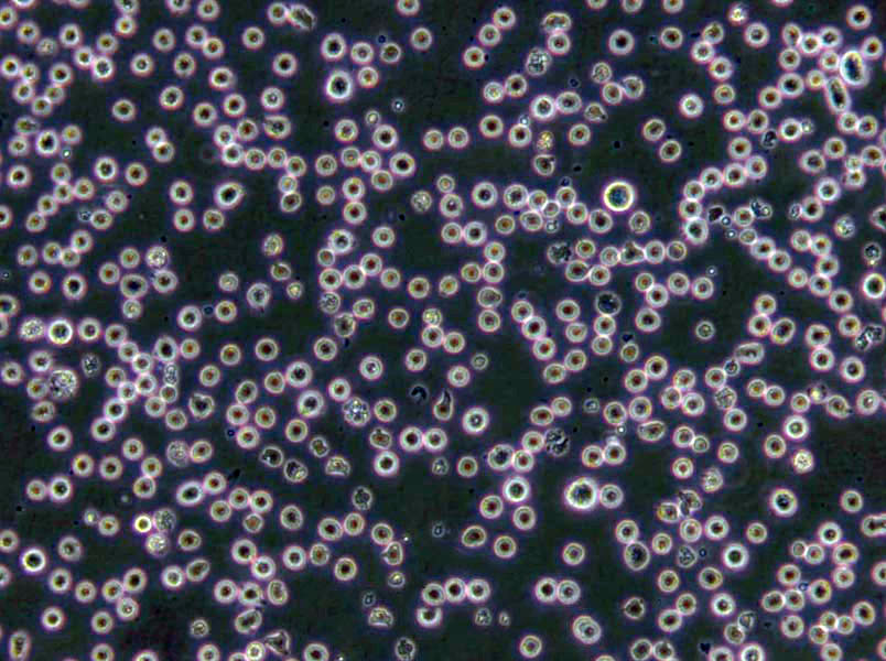 MOLM-13 Lymphoblast Cell|人急性髓系白血病传代细胞(有STR鉴定)