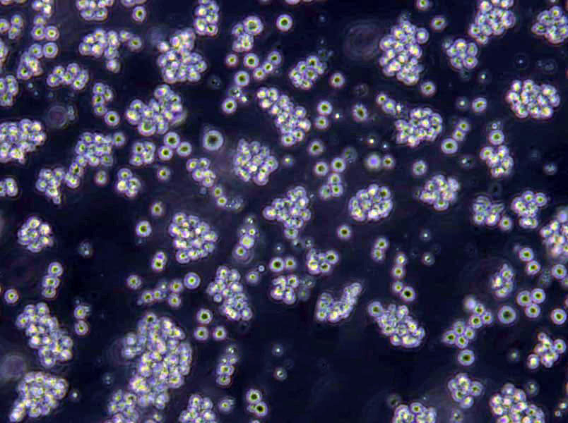 PLB-985 Lymphoblast Cell|人急性髓系白血病传代细胞(有STR鉴定)