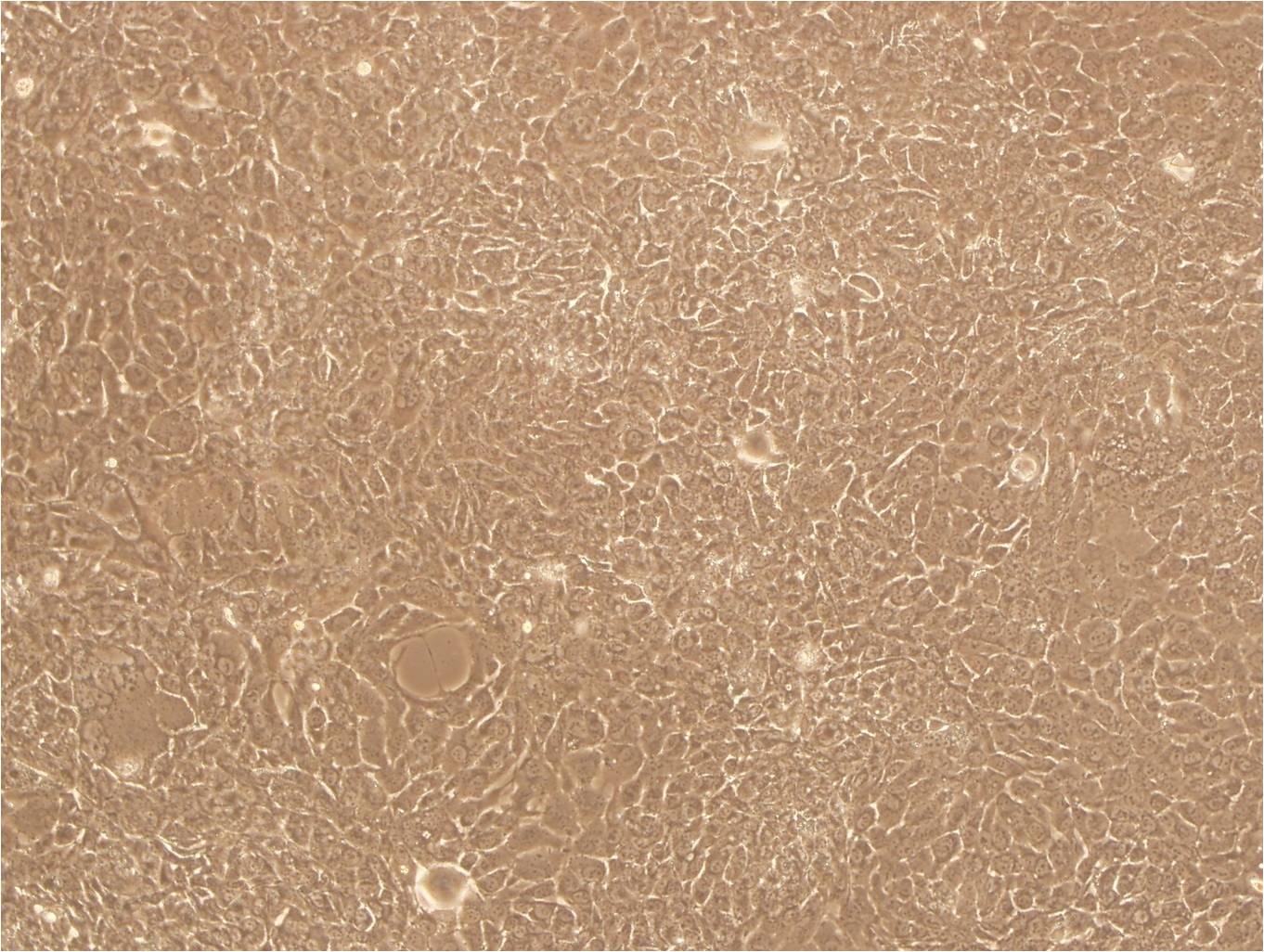 BT Epithelial Cell|新生牛鼻甲传代细胞(有STR鉴定)