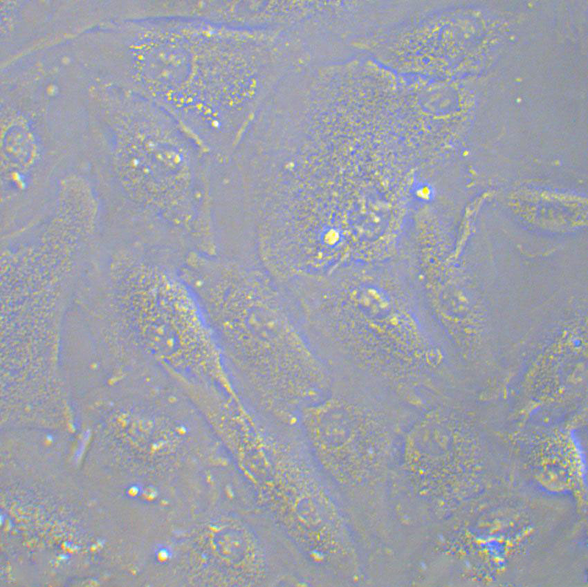 NCI-H2452 Epithelial Cell|人间皮瘤传代细胞(有STR鉴定)