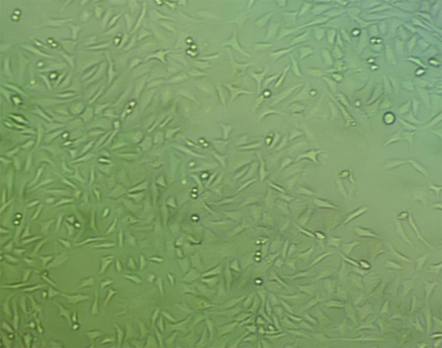 A-253 Epithelial Cell|人唾液腺肿瘤传代细胞(有STR鉴定)