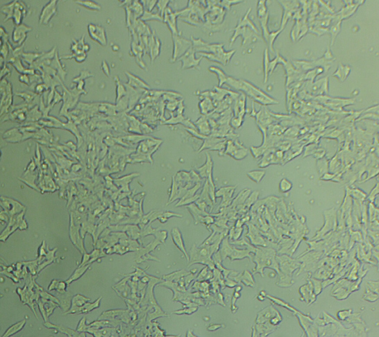 COR-L26 Epithelial Cell|人肺癌传代细胞(有STR鉴定)