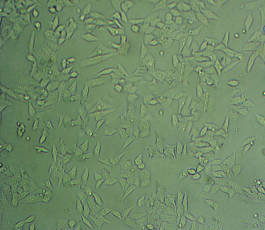 COLO 699 Epithelial Cell|人肺癌腺癌传代细胞(有STR鉴定)