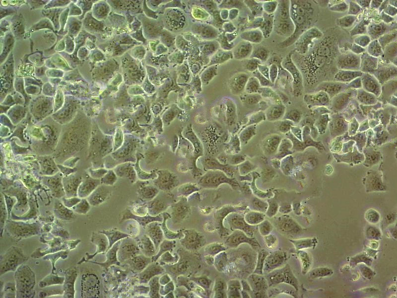 16HBE14o- Epithelial Cell|人支气管上皮样传代细胞(有STR鉴定)