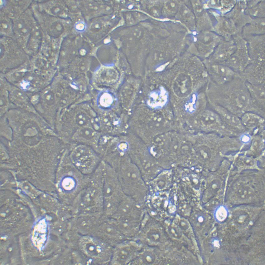 IB-RS-2 Epithelial Cell|猪肾传代细胞(有STR鉴定)