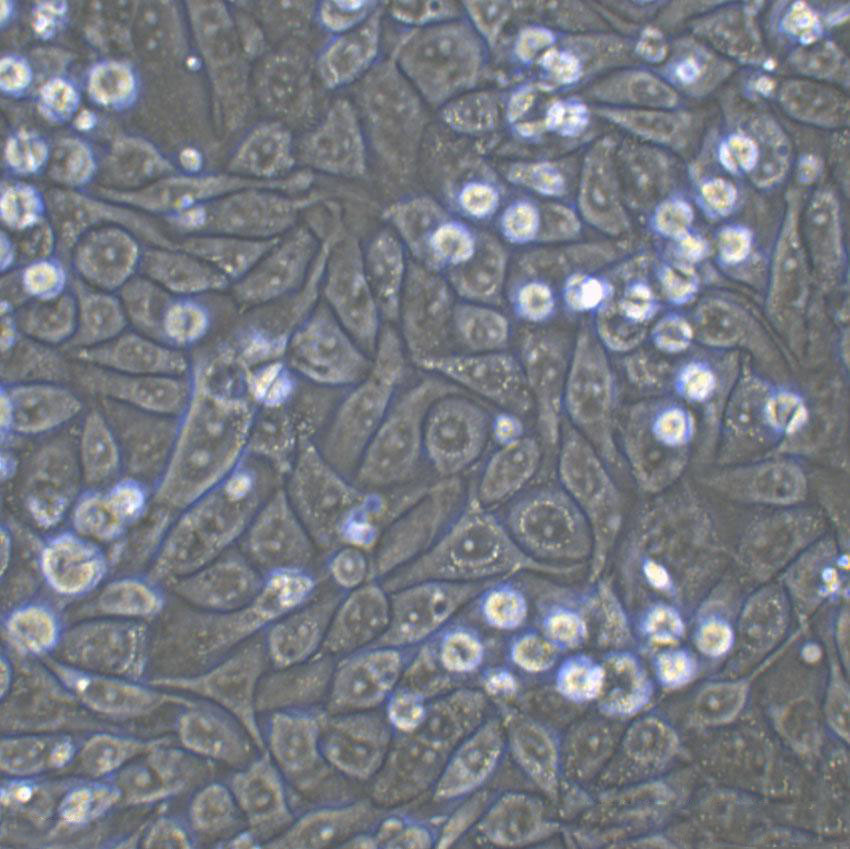 SW620 Fresh Cells|人结肠癌细胞(送STR鉴定图谱)