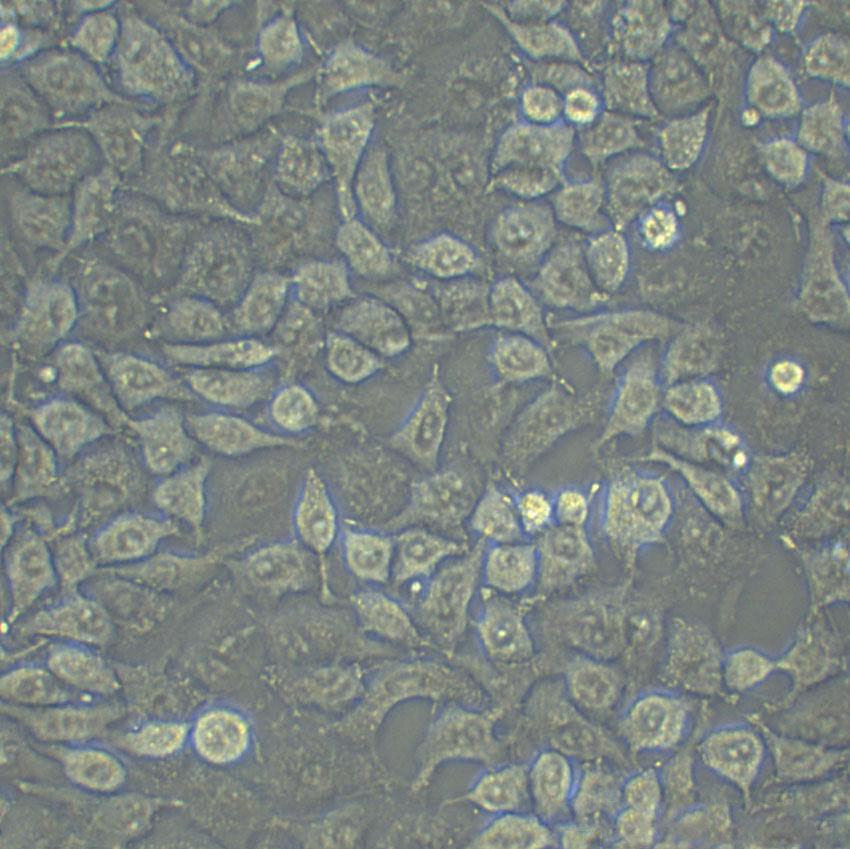 HT-29 Fresh Cells|人结肠癌细胞(送STR基因图谱)