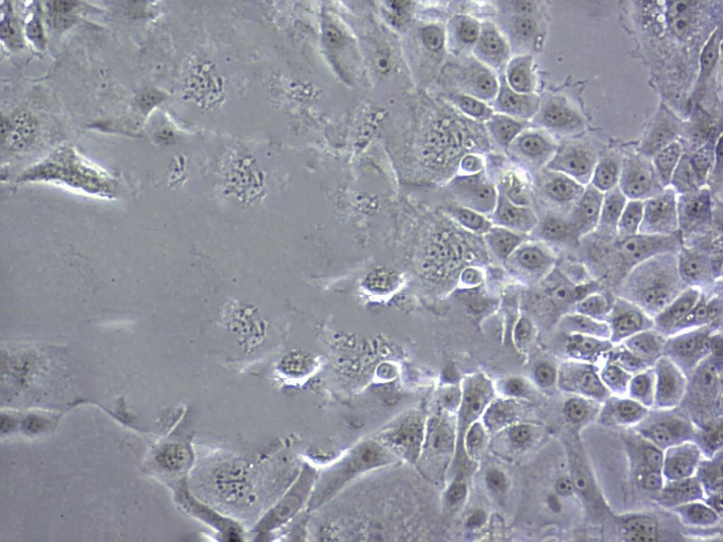 NR8383 Fresh Cells|大鼠肺泡巨噬细胞(送STR基因图谱)