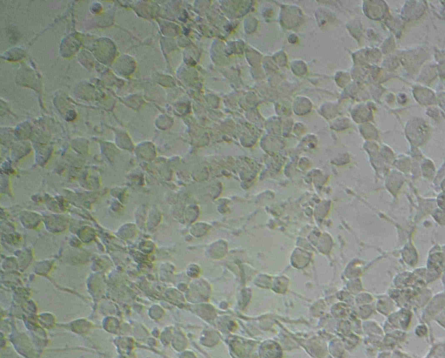 FRTL-5 Fresh Cells|大鼠甲状腺细胞(送STR基因图谱)