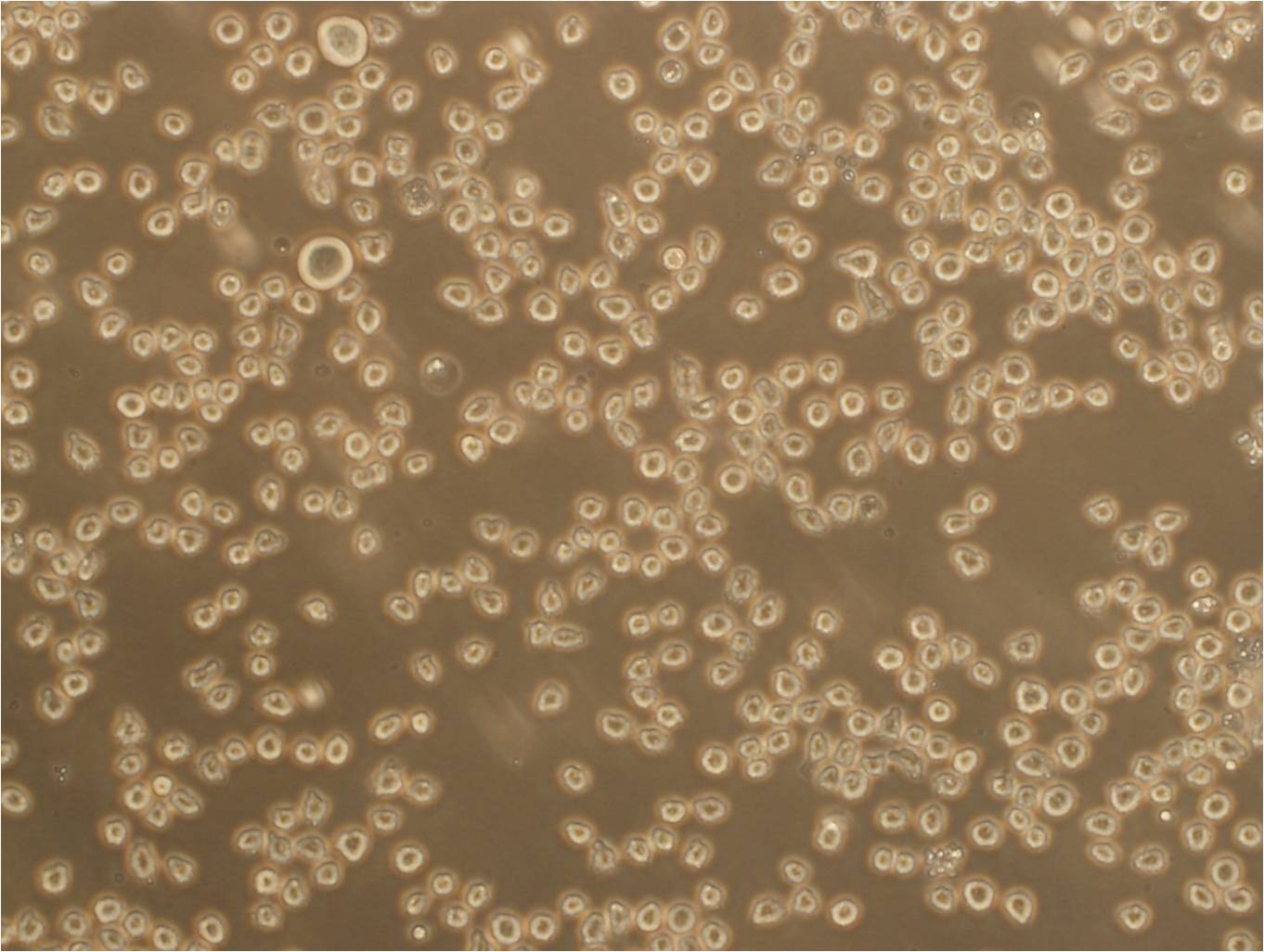 Anti-MAGEA10:黑色素瘤相关抗原10抗体