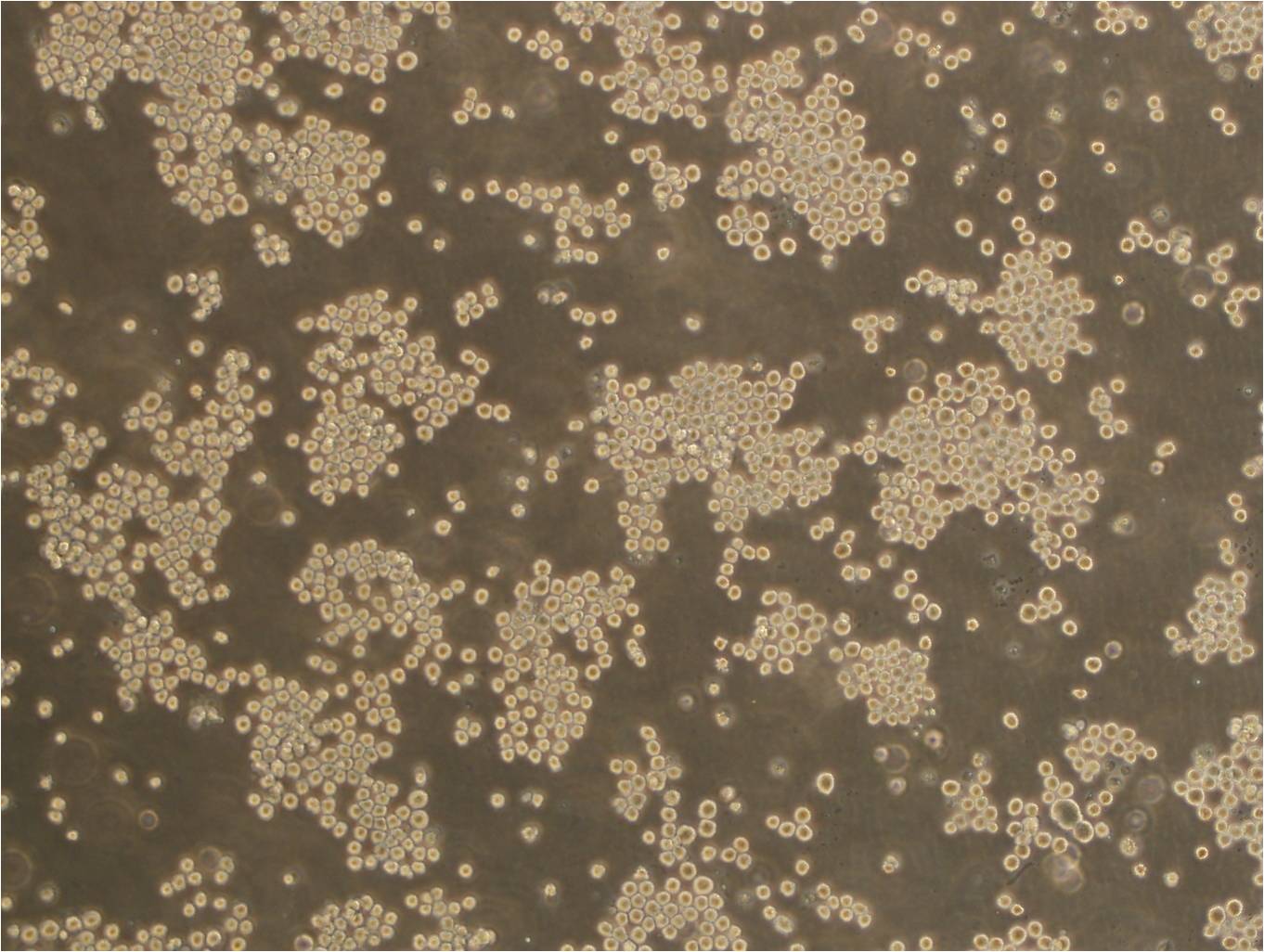 Anti-TSPAN2:四分子交联体2抗体