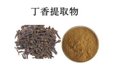 丁香提取物    丁香浓缩提取物    丁香粉