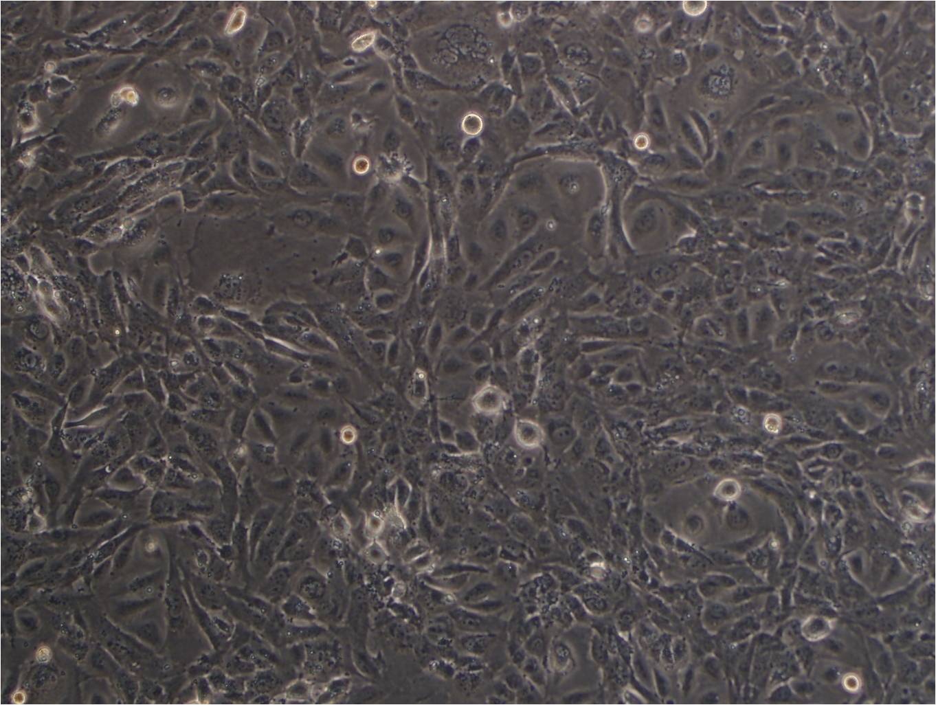 Sol8:小鼠骨骼肌肌肉母复苏细胞(提供STR鉴定图谱)