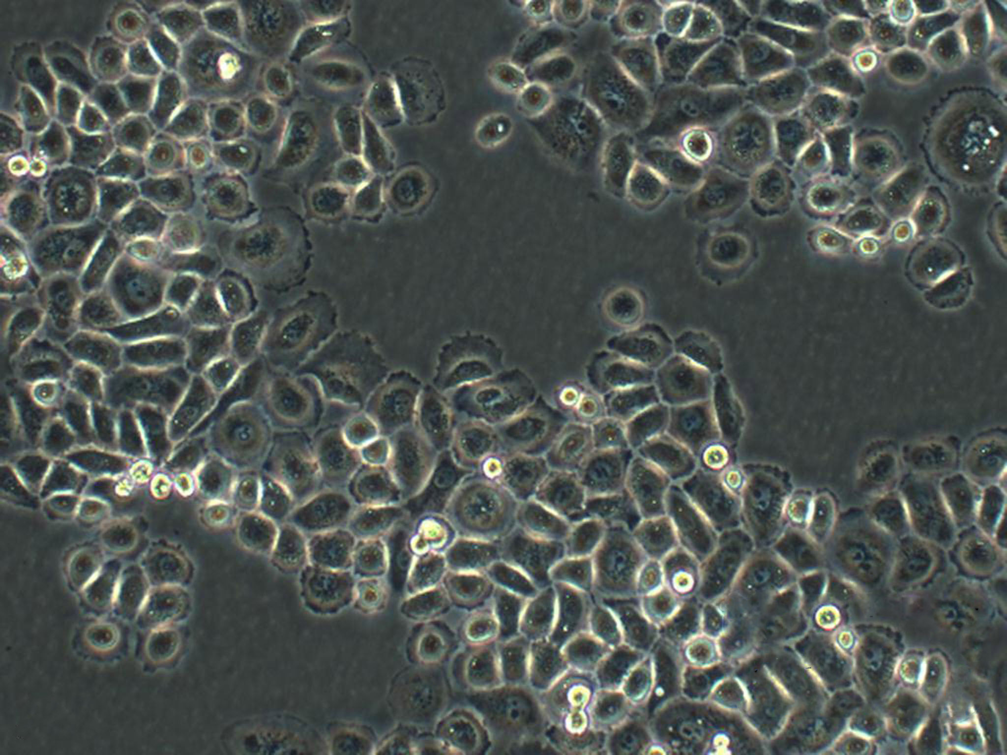 RGE:大鼠肾小球内皮复苏细胞(提供STR鉴定图谱)