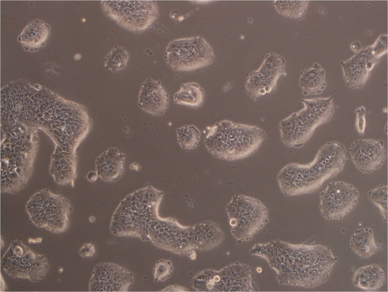 PLA-801C:人肺巨细胞癌复苏细胞(提供STR鉴定图谱)