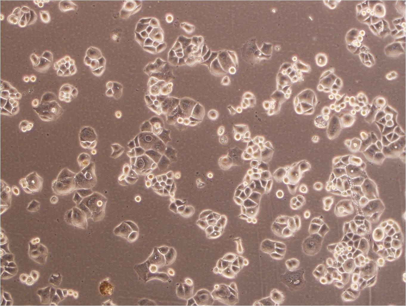Calu-3 Cells|人肺腺癌克隆细胞(包送STR鉴定报告)