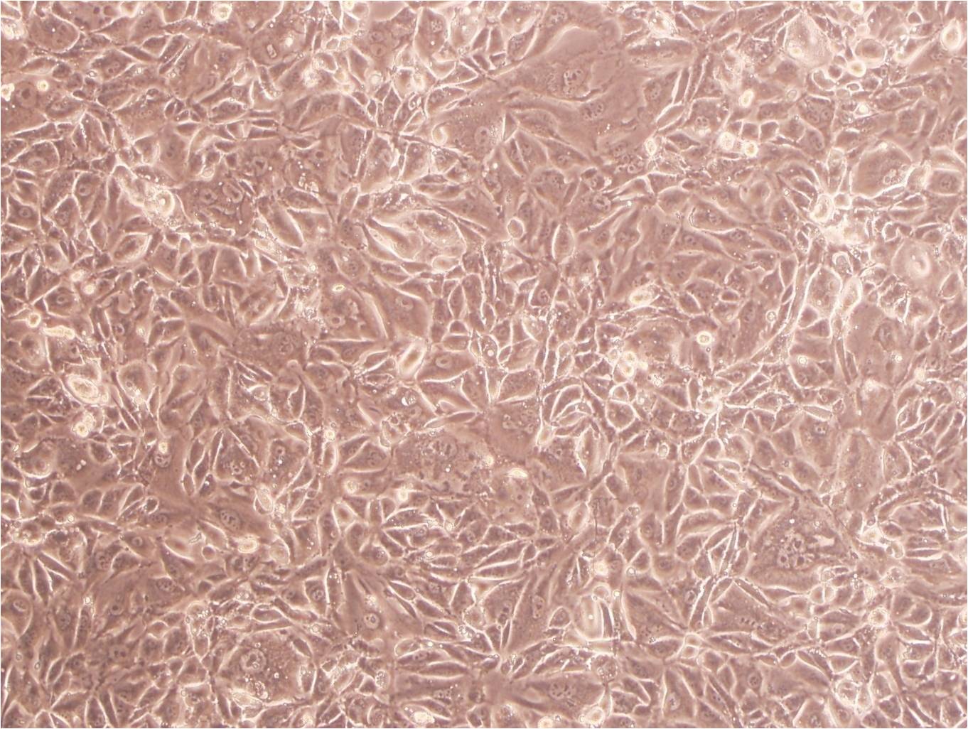 EC-GI-10:人食管鳞状细胞癌复苏细胞(提供STR鉴定图谱)